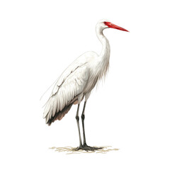 Obraz premium graceful white bird with long neck and red beak stands elegantly