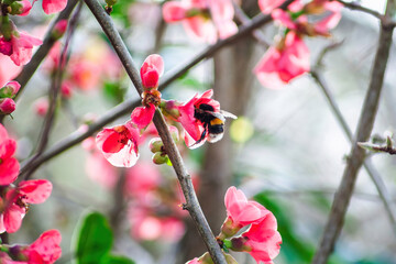 Bumblebee collects nectar from pink flowers in a spring garden, showcasing nature's vibrant colors