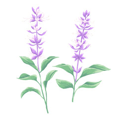 basil plant with flower botanical painting illustration