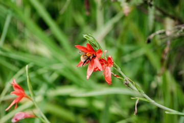 Vibrant red flowers attracting bees in a lush green environment during a sunny afternoon