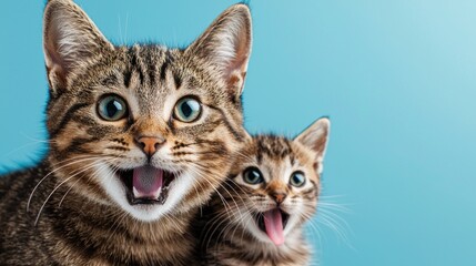 Obraz premium Tabby cat and kitten, playful expressions, blue background, pet portrait, ideal for pet websites