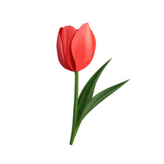 Fototapeta premium red tulip with green leaves, symbolizing beauty and nature
