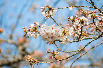 Cherry blossoms bloom under a clear sky showcasing delicate pink and white petals among branches during springtime