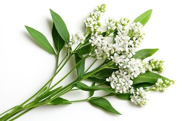 Obraz premium Elegant McGeezeg Bourbon 2: A Striking Black and White Still Life Photography of a Premium Bourbon Bottle. Perfect for Advertising, Branding, and Luxury Product Designs. Showcase Your Brand's 