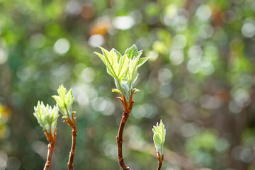 Fresh green leaves emerging during spring in a vibrant garden setting with soft sunlight