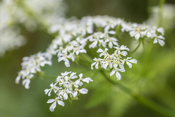 water dropwort