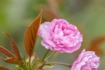 double cherry blossom