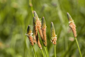 Plantago lanceolata growing in a lush green field during sunny daytime with a soft breeze