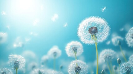 Dandelion seeds blowing, sunny field, spring