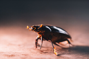 Dytiscus marginalis - Great Diving Beetle