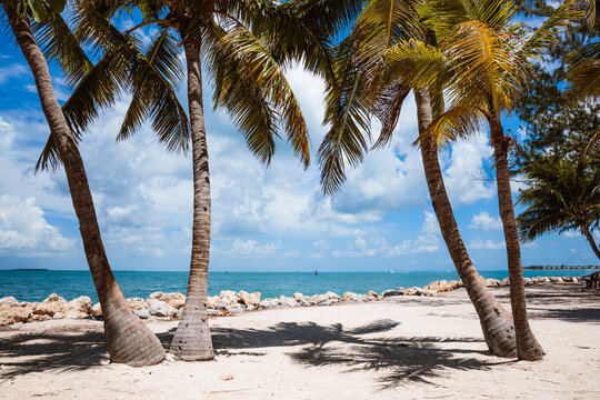 Palm trees and sandy beach, Key West, Florida, USA