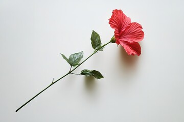 Vibrant Red Hibiscus Blossom: A Stunning Floral Illustration Featuring a Lush Green Leaf and Elegant Long Stem, Perfect for Botanical Designs, Tropical Themes, Summer Aesthetics, Greeting Cards,      