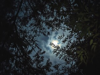 Moonlight shining through tree branches in a serene nighttime forest setting.