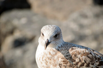 close up of a seagull
