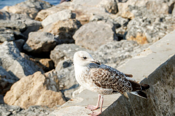 close-up view seagull on the beach