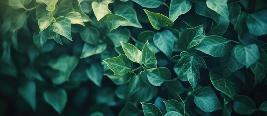 Lush green ivy leaves creating an abstract nature background for relaxation and tranquility in design and wellness themes