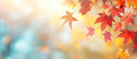 Vibrant autumn landscape featuring colorful maple leaves illuminated by warm sunlight in an Indian summer setting.