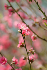 delicate pink plum blossoms on slender branches, with a soft, blurred background, highlighting the fragile beauty of early spring.