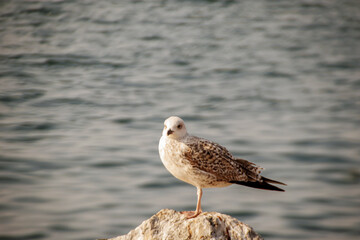 seagull on the rock against sea