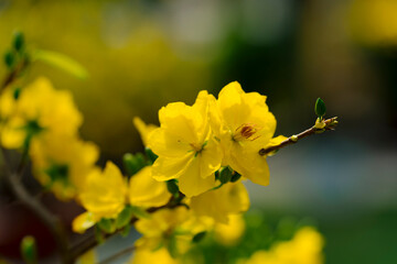 This close-up shot features delicate yellow Mai flowers (Ochna integerrima) with a dark branch and soft lighting, creating a serene and elegant composition.