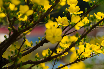 This close-up shot features delicate yellow Mai flowers (Ochna integerrima) with a dark branch and soft lighting, creating a serene and elegant composition.