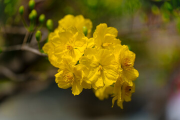 This close-up shot features delicate yellow Mai flowers (Ochna integerrima) with a dark branch and soft lighting, creating a serene and elegant composition.