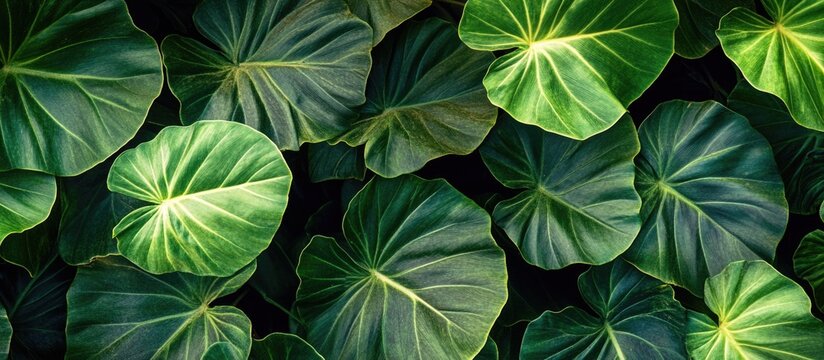 Lush green Palmeira Leque leaves creating a vibrant and textured natural background for design and botanical themes
