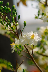 Delicate white Mai flowers  - Ochna integerrima,  with prominent yellow stamens bloom on slender branches, capturing the essence of spring against a blurred background.