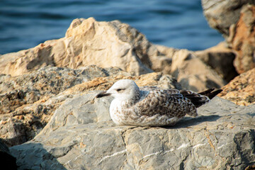 seagull on beach rock 