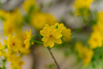 Obraz premium This close-up shot features delicate yellow Mai flowers (Ochna integerrima) with a dark branch and soft lighting, creating a serene and elegant composition.