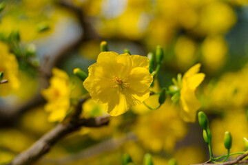 This close-up shot features delicate yellow Mai flowers (Ochna integerrima) with a dark branch and...