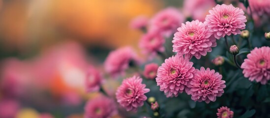 Soft pink flower background ideal for autumn themed text overlay with a warm and inviting atmosphere for seasonal designs.