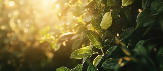 Lush green leaves illuminated by soft sunlight creating a serene and tranquil natural atmosphere in the shade.