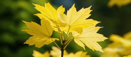 Obraz premium Vibrant golden maple leaves showcasing the beauty of autumn foliage in a natural setting.