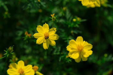 Bright yellow cosmos flowers, one featuring a bee, stand out against a backdrop of dark green foliage, capturing a vibrant moment of nature.
