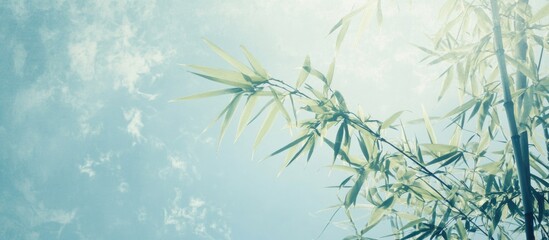 Bamboo trees stretching towards a blue sky creating a serene natural backdrop with soft light and tranquility.