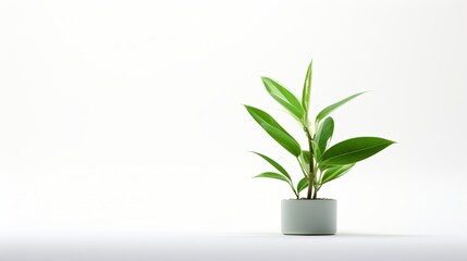 Fototapeta premium Serene Green: Minimalistic 3D Render of Sustainable Plant on White Surface with Negative Space