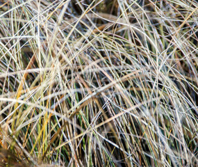 close up of grass in the field