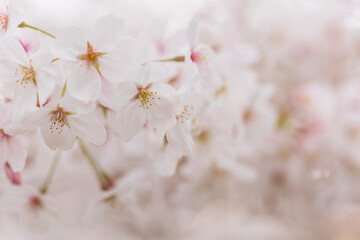 Japanese cherry, sakura
