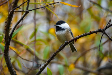 Small bird perched on a branch amid colorful autumn leaves in a tranquil woodland setting