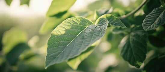 Lush green leaves in soft natural light highlighting texture and details in a serene outdoor environment for nature and wellness themes.