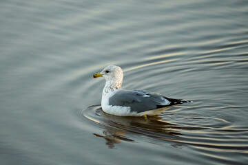 A seagull glides gracefully across the smooth water, creating gentle ripples as the sun sets on the horizon, casting warm hues over the scene.