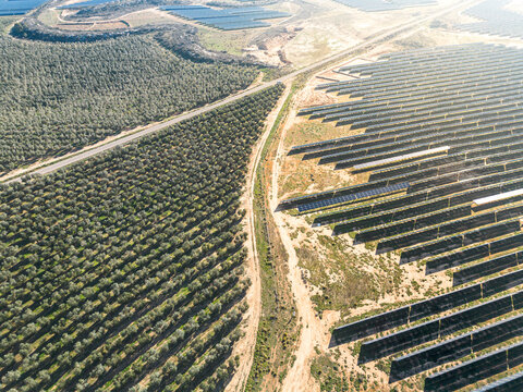Ecological synergy of solar farms and olive production in Teruel, Zaragoza, Spain.