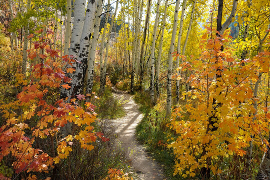 Autumn trail winding through vibrant aspen trees in a colorful forest