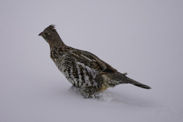A bird moving through deep snow in a winter landscape, showcasing its feathers and adapting to the cold environment.