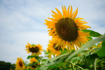 太陽に向かって咲くひまわりの花