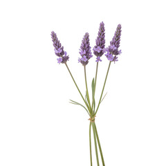 Purple lavender sprigs, vibrant green stems, aromatic floral display, perfect for wellness themes and natural beauty products. Isolated on white background or PNG