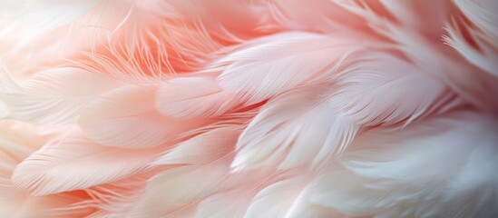 Fototapeta premium Soft pastel chicken feather texture for abstract background designs featuring gentle blur and artistic color gradients.