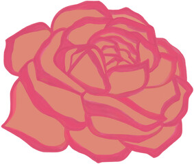 Beautiful blossom pink old rose rose