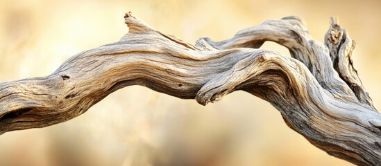 Fototapeta premium Detailed close-up of a weathered, barren branch showcasing intricate textures and natural wood patterns against a soft, blurred background.